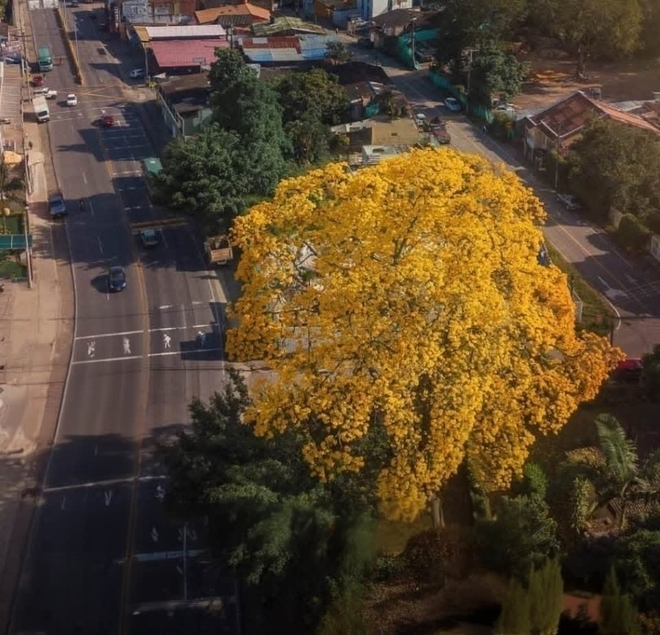 El retorno del Rey: una historia macondiana; entre flores amarillas, se esconde una muerte anunciada.