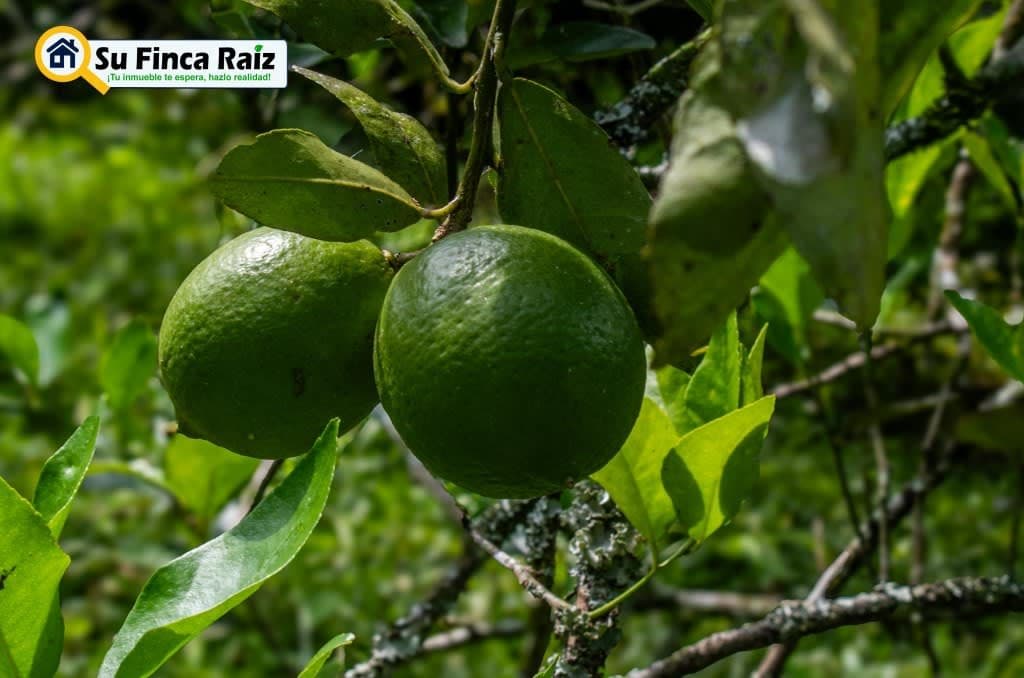 Finca El Cural Andres en venta La Vega, Cundinamarca - LVF024 · Su Finca Raíz