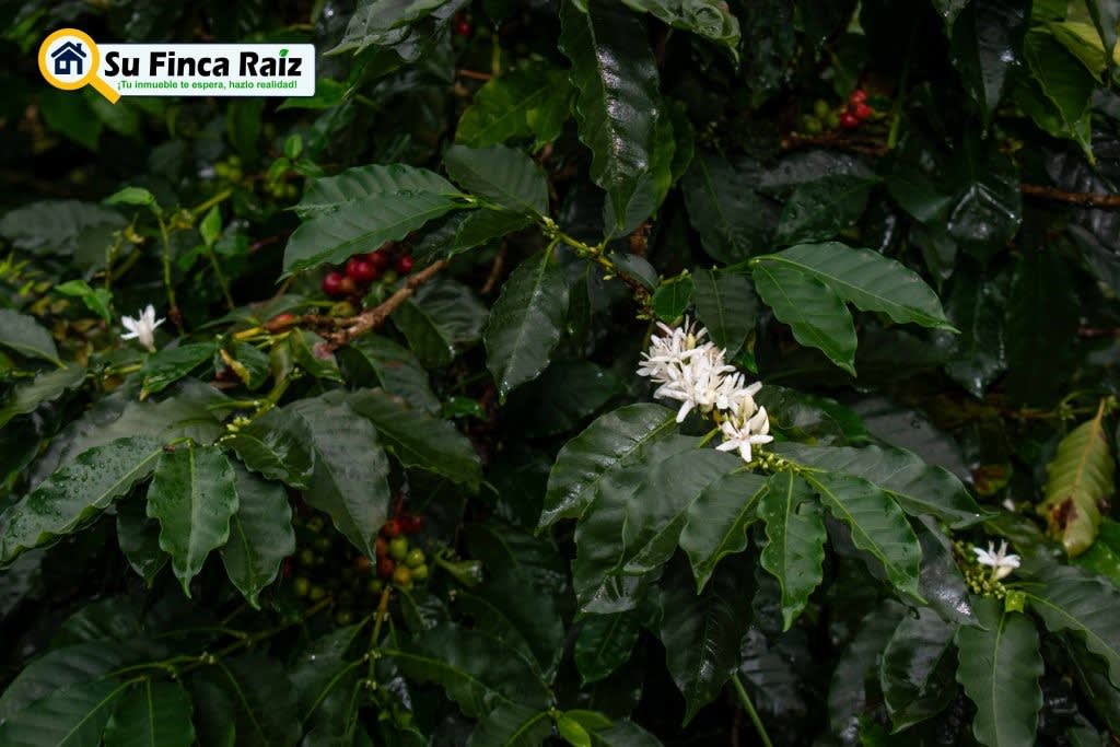Finca Llano Grande - Alquiler en venta La Vega, Cundinamarca - LVF014 · Su Finca Raíz