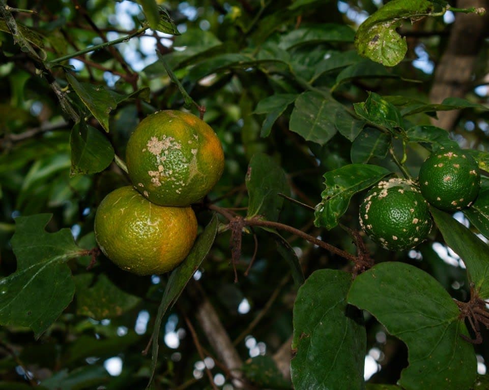 Lvc 015 Casa Lote La Paloma $280 en venta La Vega, Cundinamarca - LVC015 · Su Finca Raíz